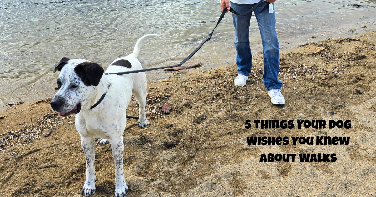 5 Things Your Dog Wishes You Knew About Walks Funky Furball