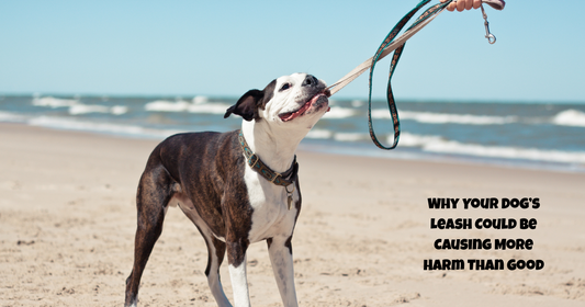 Why Your Dog’s Leash Could Be Causing More Harm Than Good