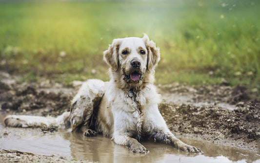 Why Waterproof Dog Gear is a Must (And How to Actually Keep It Clean)