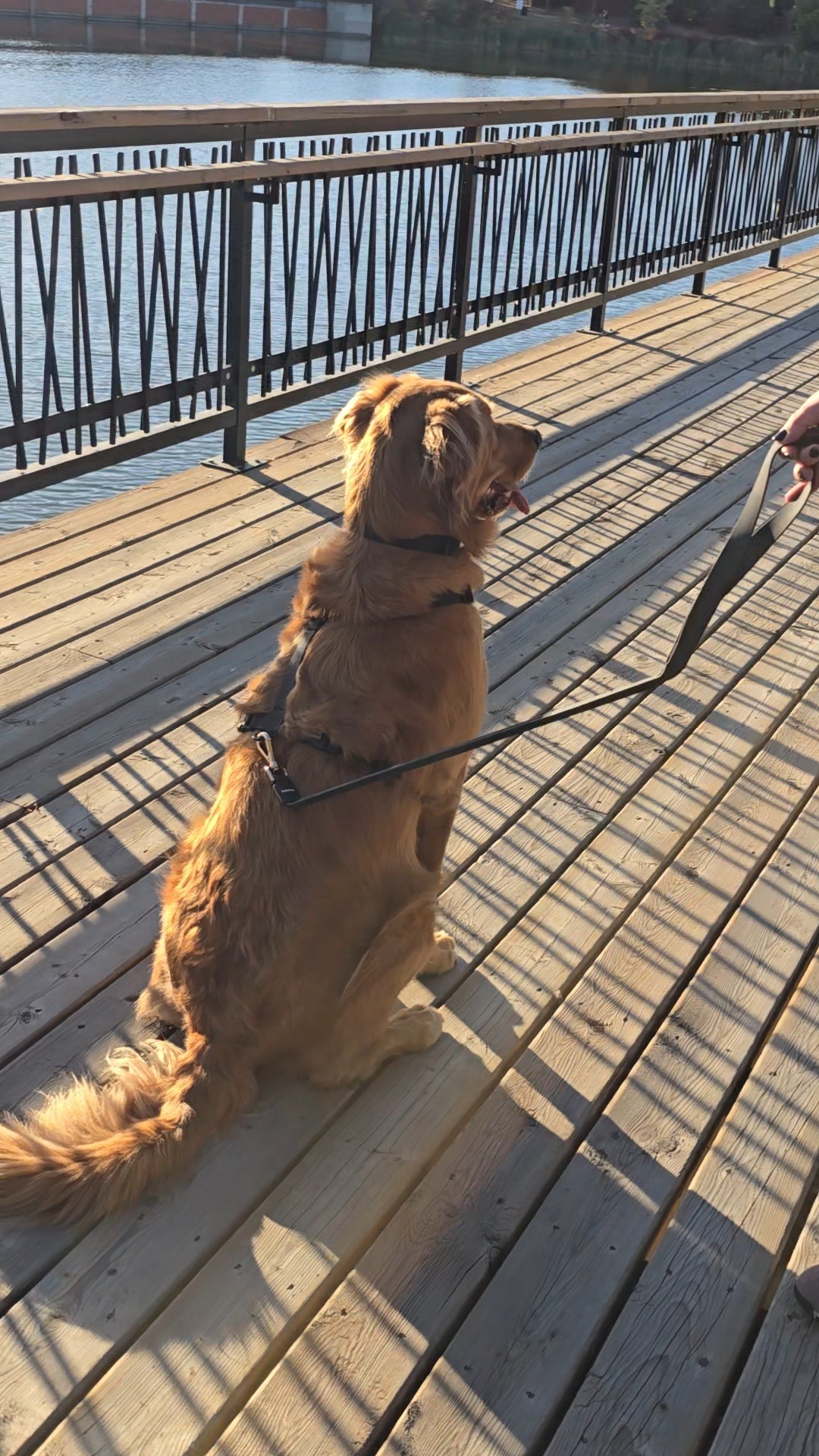 Stiff Leash™