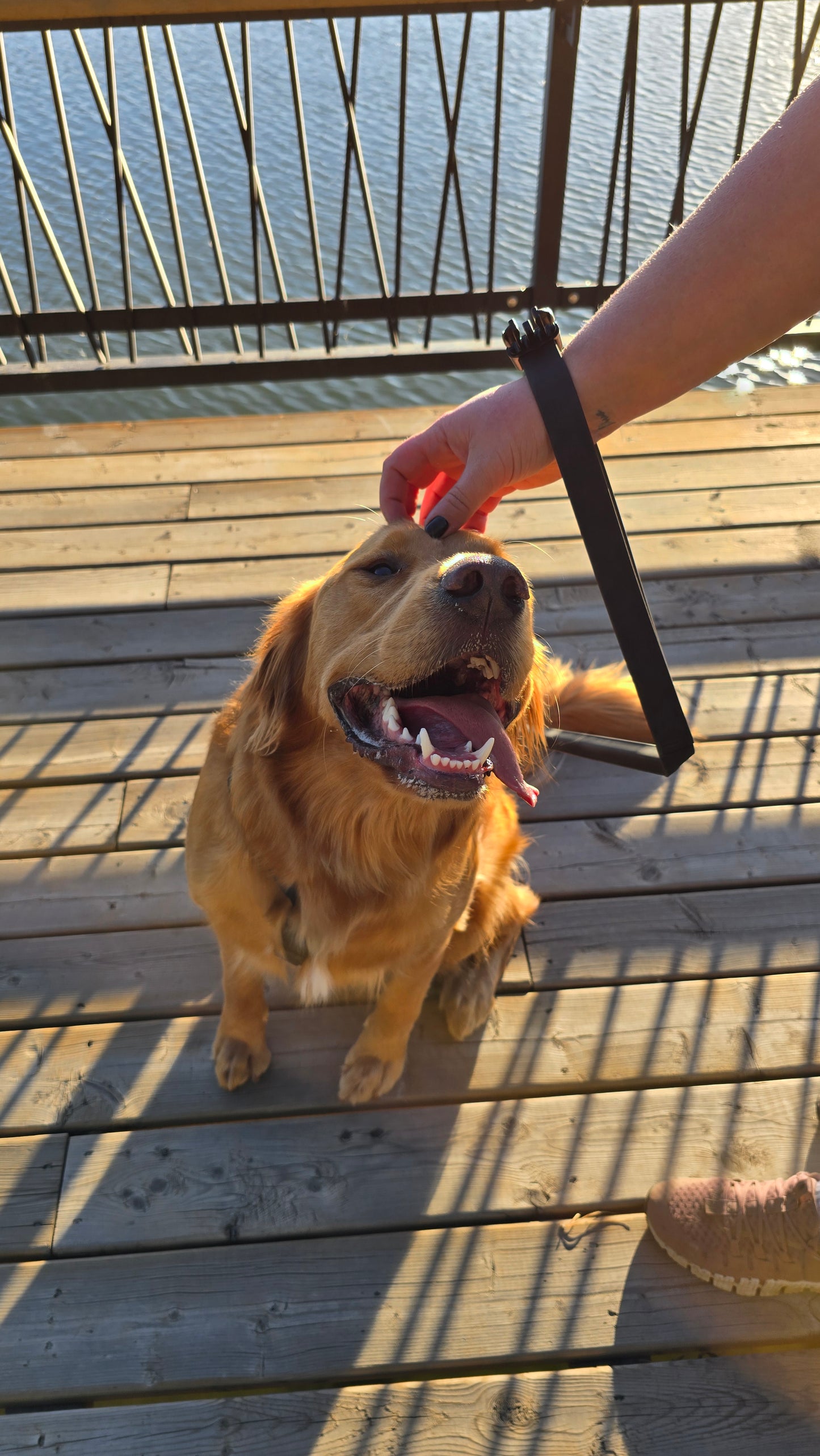 Stiff Leash™