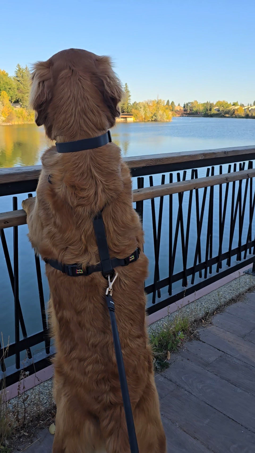 Flex Fit Harness