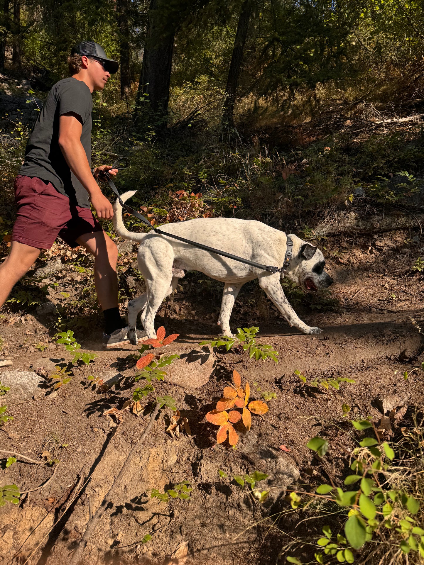 Stiff Leash™