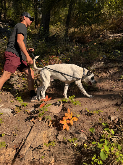 Stiff Leash™