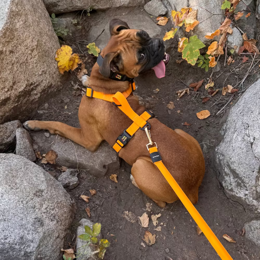 Boxer hiking with Orange Harness and Stiff Leash