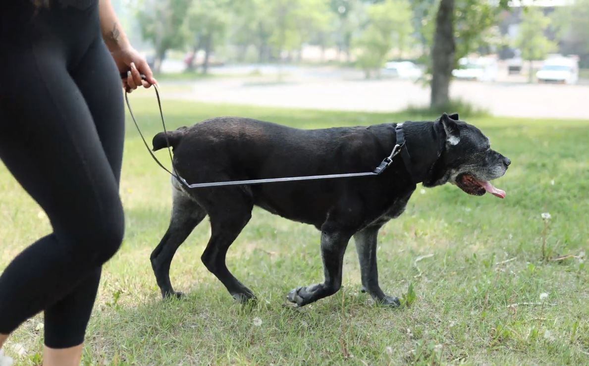 Stiff Leash 